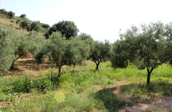For Sale &#8211; Land 4042 m²